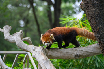 The red panda is climbing a tree.