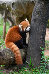 The red panda is climbing a tree.