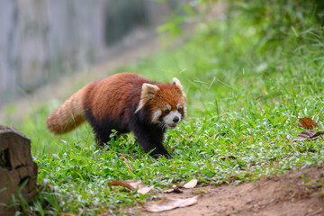 The red panda on the grassland