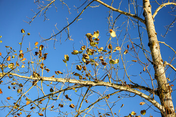 Golden Leaves on a Bare Tree in Late Autumn