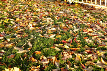 Close-Up of a Lawn Covered in Fall Foliage