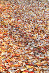 Autumn Walkway Covered in Golden Leaves