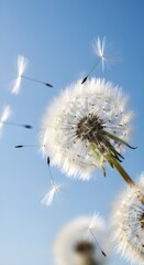 Obraz premium Dandelion seeds floating in the air against a clear blue sky