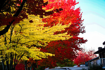 Contrasting Red and Yellow Leaves on Maple Trees
