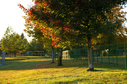 Autumn Park with Trees and Colorful Foliage, AHP Matthew park surrey bc canada