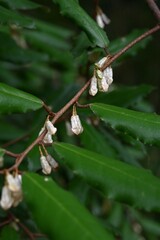 Thorny elaeagnus (Elaeagnus pungens) flowers. Pale yellowish-brown flowers bloom in autumn, and the fruit ripens in early summer the following year and can be eaten.