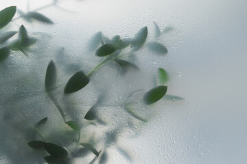 Soft green leaves behind frosted glass with natural light, minimal botanical background and calm organic mood