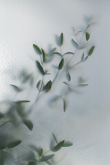 Soft green leaves behind frosted glass with natural light, minimal botanical background and calm organic mood