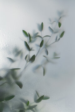 Soft green leaves behind frosted glass with natural light, minimal botanical background and calm organic mood