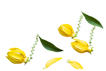 yellow flowers ylang ylang arrangement music note song flat lay postcard style