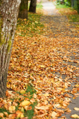 Suburban Street with Autumn Trees and Fallen Leaves on a Sidewalk