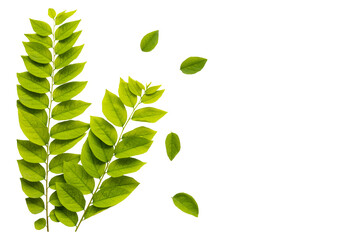 colorful green leaf arrangement flat lay postcard style 