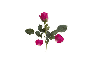 colorful pink rose flowers arrangement flat lay postcard style 