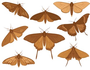 Illustration of various nocturnal insects with detailed brown wings, symmetrical bodies