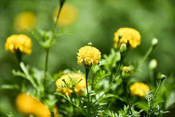 yellow dandelions blooming in green grass