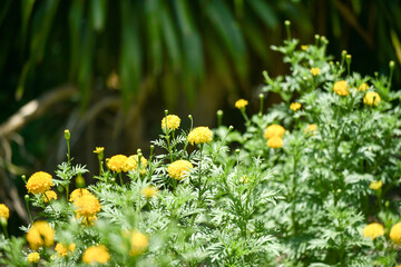 yellow dandelions blooming in green grass