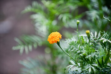 yellow dandelions blooming in green grass