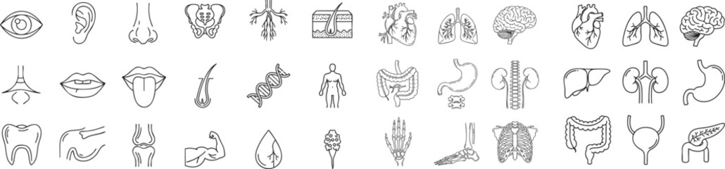 Human anatomy line icon set. Vector pictograms of heart, lungs, brain, liver, kidneys, stomach, intestines, bones, joints, reproductive organs, sensory organs, skeletal system, digestive system, circu