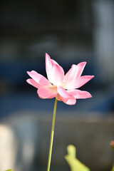 Pink Lotus flowers blooming in a garden with white and pink petals, close-up