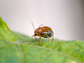 Small, shiny beetle with yellow shell perches on a vibrant green leaf in natural outdoor light.