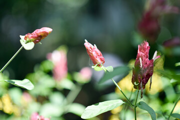 Red and yellow rose buds in the garden