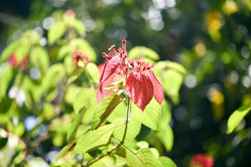 Red and yellow rose buds in the garden