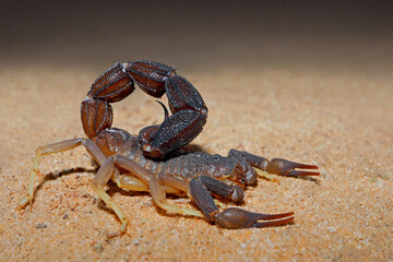 A granulated thick-tailed scorpion (Parabuthus granulatus), Kalahari desert, South Africa