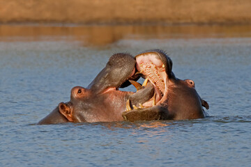 Fototapeta premium Hippos (Hippopotamus amphibius) fighting with open mouths in a river, Kruger National Park, South Africa