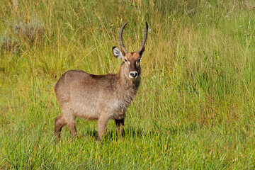 Alert male waterbuck (Kobus ellipsiprymnus) standing in natural habitat, South Africa