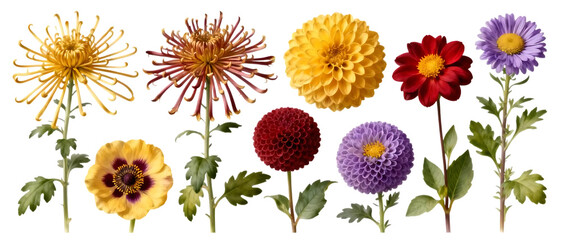 Realistic chrysanthemum flower set with multiple bloom shapes isolated on transparent background, detailed floral element collection
