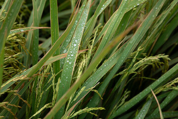 Dewdrops on rice stalks in a paddy field. A close-up of a paddy field in the morning. green grass with dew drops