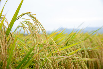 A close-up of a rice stalk in a paddy field. A close-up of a paddy field in the morning.
