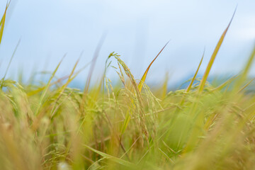 A close-up of a rice stalk in a paddy field. A close-up of a paddy field in the morning.