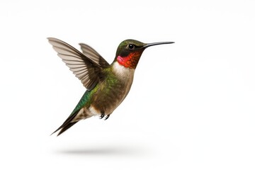 Fototapeta premium Hovering hummingbird full body side profile with iridescent gorget catching light studio isolated on white