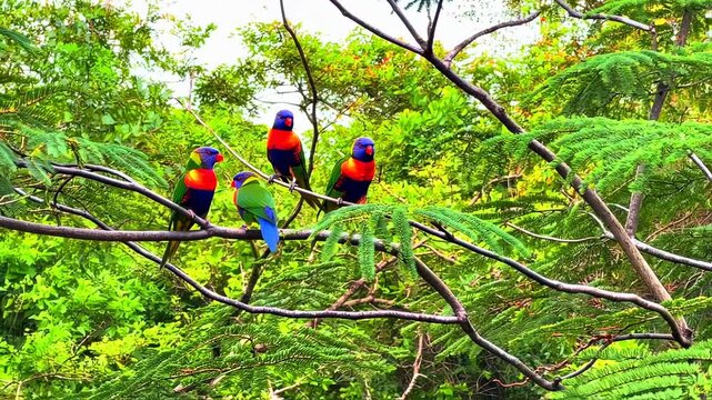 Rainbow lorikeets perched on branches amidst lush greenery. Vivid plumage against a verdant backdrop