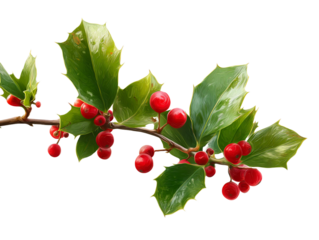Christmas Holly Branch with Red Berries PNG Isolated on Transparent Background