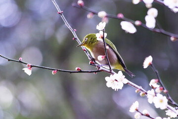 春の訪れを告げる梅の花とメジロ