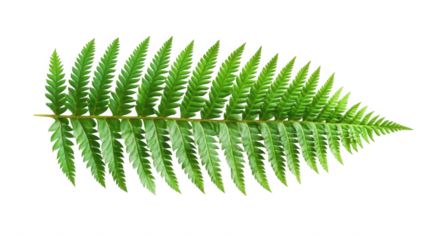 A single fern frond with many leaflets isolated against a black background in a studio shot image on transparent background