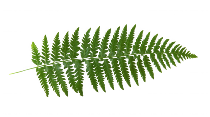 A single green fern frond with detailed pinnate leaves isolated against a black background space on transparent background