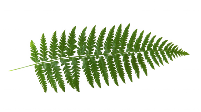 A single green fern frond with detailed pinnate leaves isolated against a black background space on transparent background - Powered by Adobe