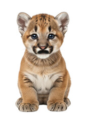 Obraz premium Adorable baby cougar kitten portrait cutout, mountain lion cub animal image, feline predator isolated, cute wildcat, png graphic isolated on transparent background