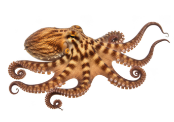 Detailed octopus image, marine animal, sea creature, wildlife, ocean life, cephalopod, tentacles, underwater world, stock photo, illustration, graphic isolated on transparent background