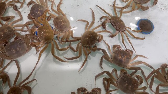 Close-up view of live crabs inside an aquarium with clear water on seafood market