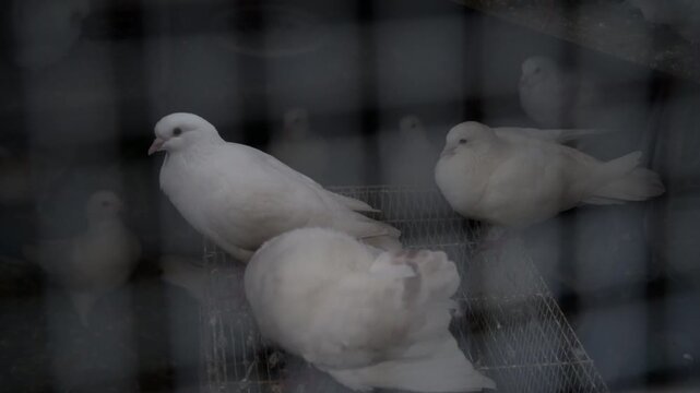 White pigeons standing closely together on wooden perch inside wire mesh cage, showcasing domestic breeding environment