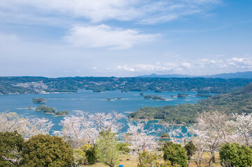 Fototapeta premium 大山公園（松浦市）の桜