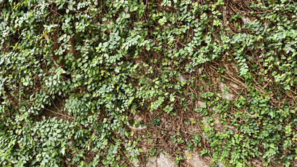 wall covered with a green climbing plant, ficus pumila or creeping fig or climbing fig