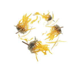 Dry dandelion flowers levitate on a white background