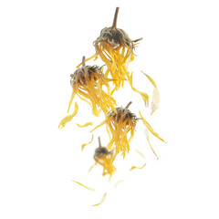 Dry dandelion flowers levitate on a white background