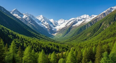 Obraz premium Valley framed by green forest leads to snowy mountains under a brilliant blue sky