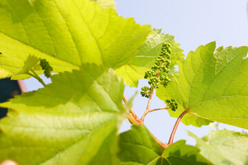 Close up grapevine flowers about to blossom. Vines. Grape flower buds, baby grapes. Grapevine clusters in the pre-bloom stage.